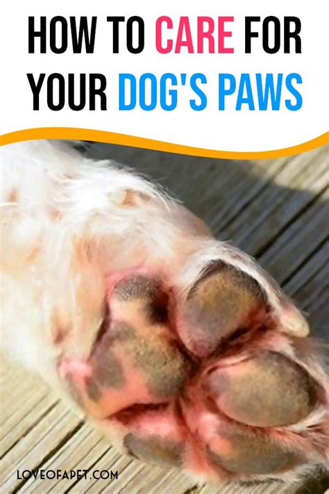 How To Care For Your Dogs Paws 8 Tips Love Of A Pet Dry Dog Paws