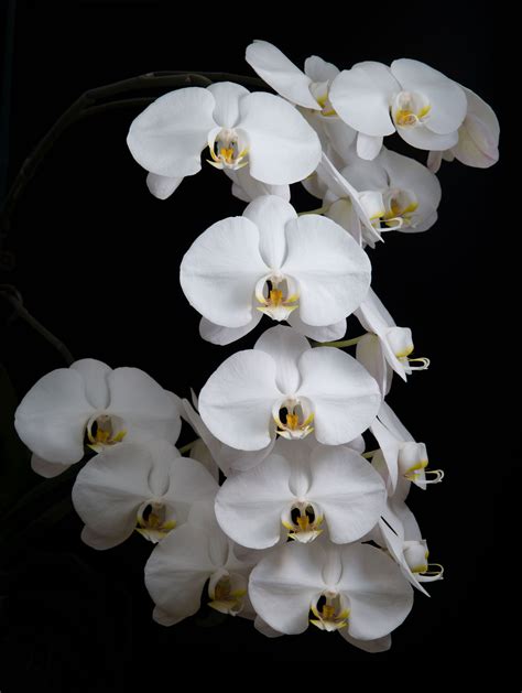 Smithsonian Gardens’ Orchids Interlocking Science And Beauty Something About Science