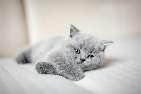 British Shorthair Chinchilla Cat 13 Things To Know About Bsh Kitties