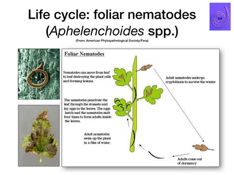 Plant Parasitic Nematodes An Introduction To Their Hidden Life