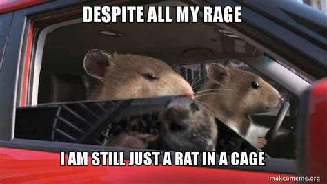 despite all my rage i am still just a rat in a cage make a meme