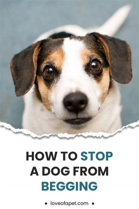 How To Stop A Dog From Begging 7 Easy Steps Love Of A Pet In 2021 Dog Behavior Problems
