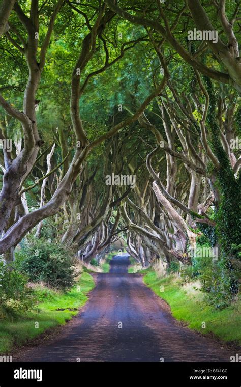 Dark Hedges A Line Of Beech Trees Growing Over A Country Lane Near