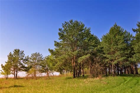 Landscape With Pine Trees On The Edge Of The Forest Stock Photo