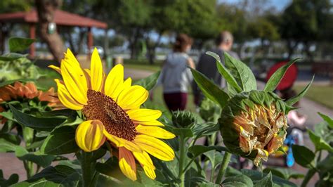 The New Green Spaces Of The Uae