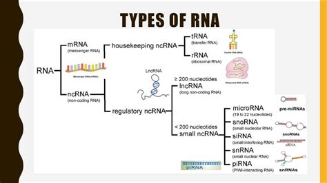 Structure Function And Types Of Rna Mrna Trna Rrnalncrna Mirna Si