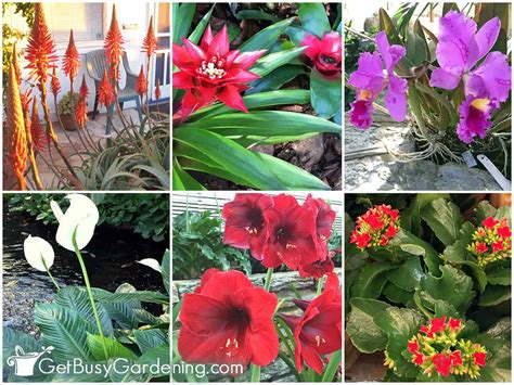 15 Best Indoor Flowering Houseplants Get Busy Gardening