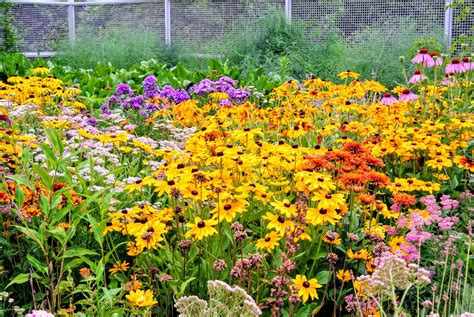 July Blooms In My Cutting Garden The Martha Stewart Blog