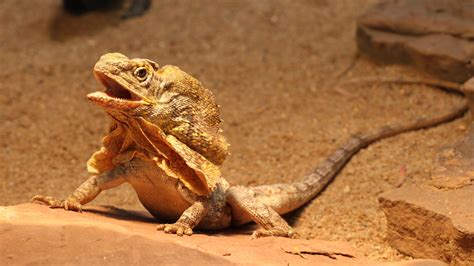 The Frilled Neck Lizard Also Known As The Frilled Lizard Or Frilled Dragon