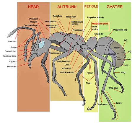 Ant Anatomy