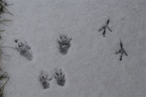 Ich weiß nicht, ob tierspuren im schnee vom marder stammen. Tierspuren Im Schnee Erkennen Grundschule - Marderspuren ...