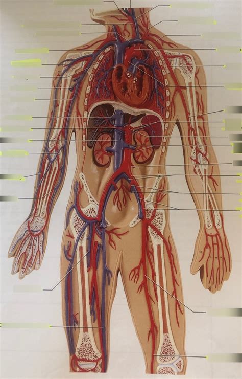 Model Arteries And Veins Of The Body Diagram Quizlet