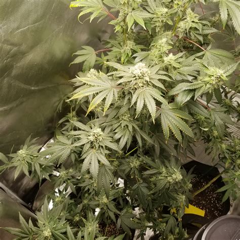 Should I Start Flushing For Harvest Thcfarmer Cannabis Cultivation