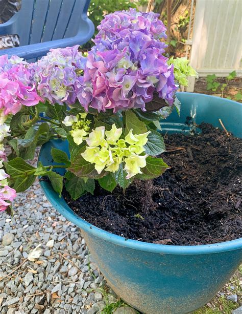 How To Grow Hydrangea In Pots
