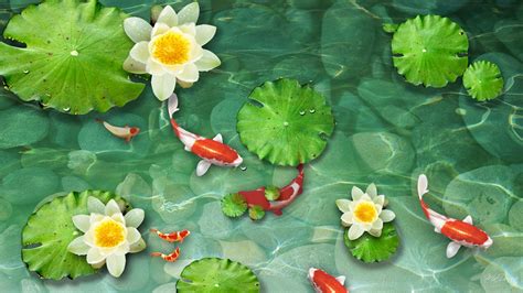 Koi Fish Pond Wallpapers Top Free Koi Fish Pond Backgrounds