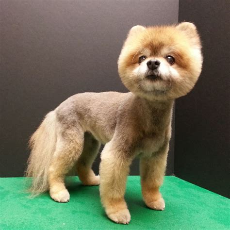 40 Most Popular Pomeranian Teddy Bear Haircut Best Haircut Ideas