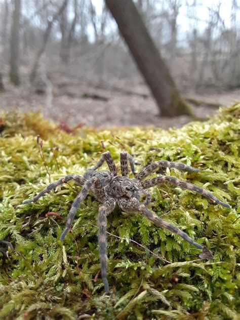 Dolomedes Tenebrosus Rspiders