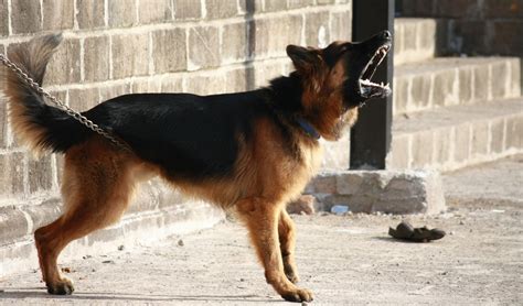 Free Images Standing Pet German Shepherd Vertebrate Chained