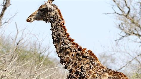 why giraffe has a long neck giraffe genes tell neck got its necks remains evolved fundamental