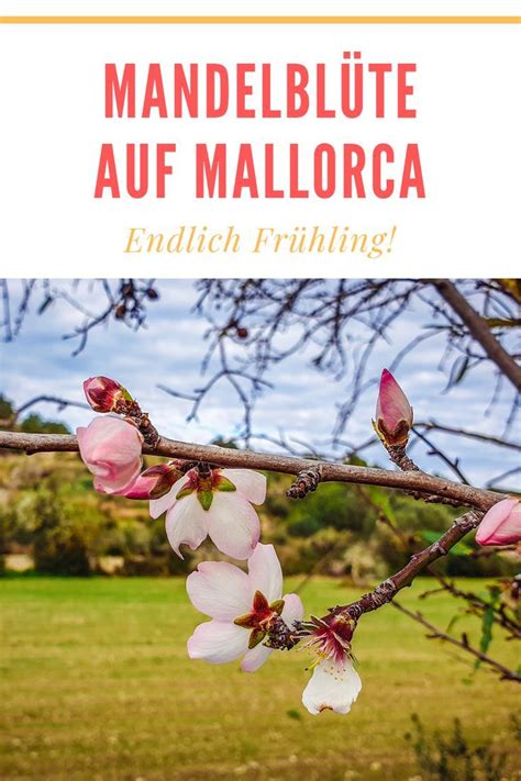 Mallorca ist eine wunderschöne insel; Die Mandelblüte kündigt auf Mallorca Jahr für Jahr den ...