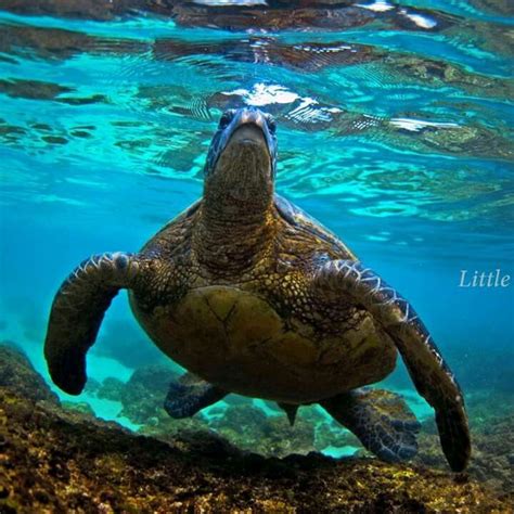 Sea Turtle Clark Little Photography Beach Ocean Art Turtle Turtle