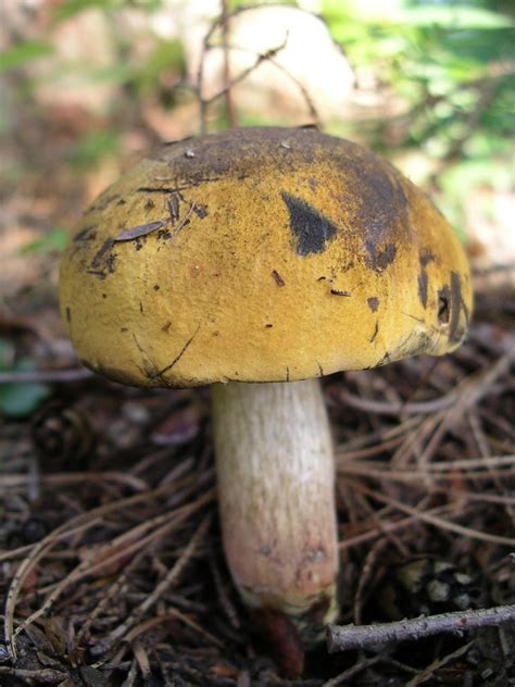 Yellow Capped Mushroom By Machinegun Willy On Deviantart