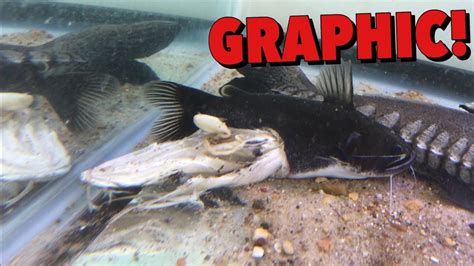 Arapaima Gigas Arapaima Ubicaciondepersonascdmxgobmx