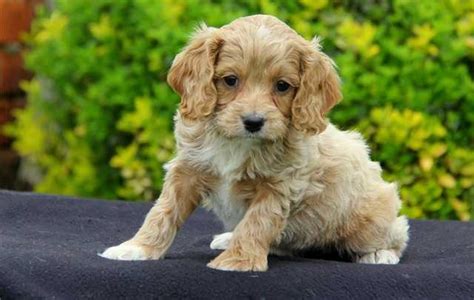 Lake county indiana animal control and adoption is accepting adoption applications every day this week from 12 p.m. Attractive Cockapoo Puppies with pedigree for free ...