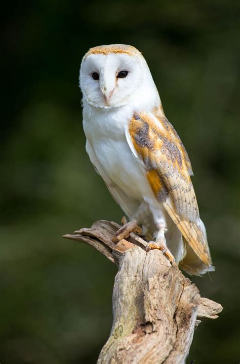 They are about 30 to 40 cm (12 to 16 inches) long, white to gray or yellowish to. A beautiful Barn owl. - title OWL - by John Davies on ...