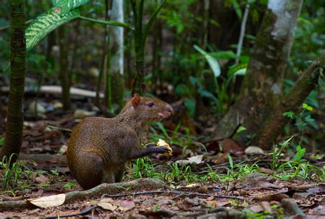 Central American Agouti Photograph By Jp Lawrence Fine Art America