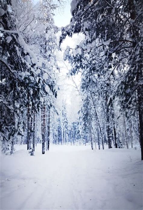 Laeacco Winter Snow Forest Trees Path Photography Backgrounds Vinyl