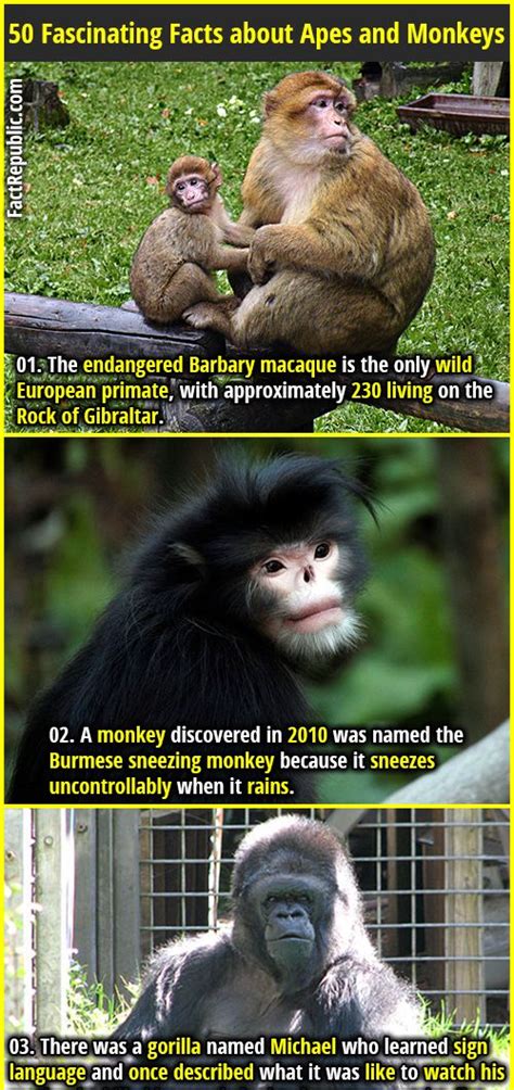 50 Fascinating Facts About Apes And Monkeys Fact Republic In 2024