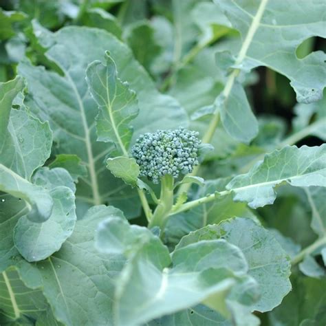 What Are The Growing Stages Of Broccoli Learn Each One