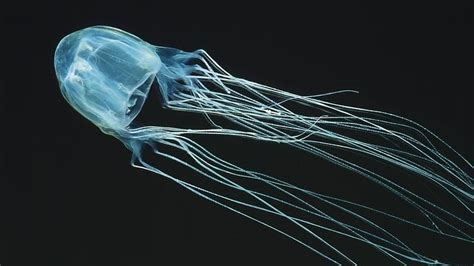 Antidote Found For Venomous Box Jellyfish Sbs News