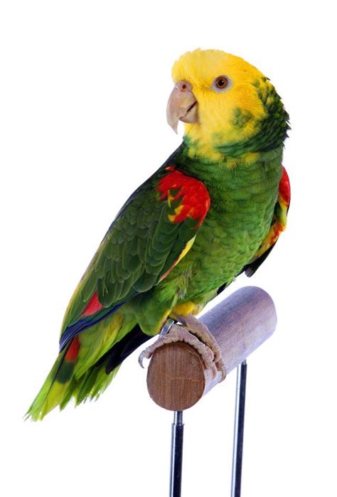 Parrots Parakeets And Mynah Birds Are Valued For Their Ability To