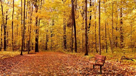 1124506 Trees Landscape Forest Fall Nature Red Winter Hills