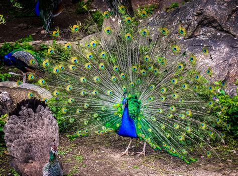 Peafowl Peacock Facts Information And Habitat