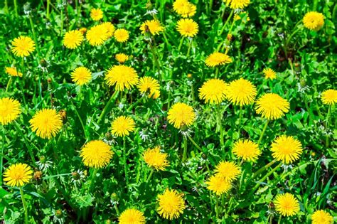 Dandelions On A Green Meadow Stock Photo Image Of Bright Beauty
