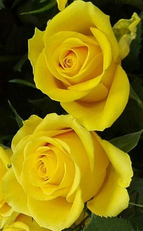 Three Beautiful Yellow Roses