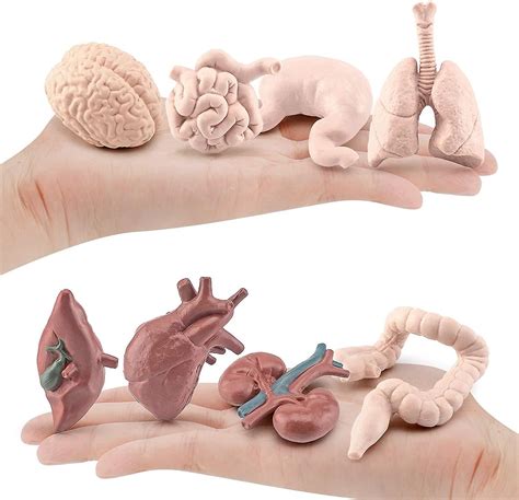 Human Body Model Static Anatomy Organs 3d Human Body Organ Models Toy