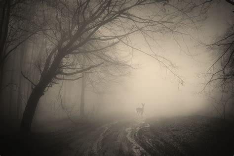 Trees Creepy Landscape Forest Misty Forest Nature Deer Wallpaper