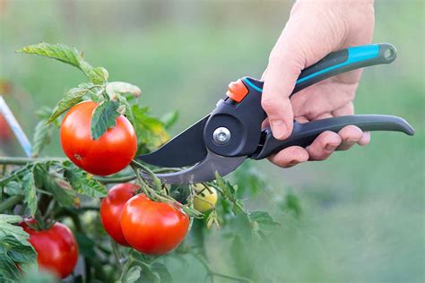 How And When To Prune Your Tomato Plants Texas Ten Thirty One Podcast