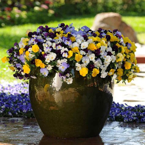 Pansy Cool Wave Mix Spreading Pansies Flower Seeds