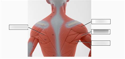 Shoulder Muscles And Their Functions