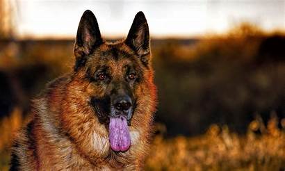 German Shepherd Wallpapers Dog Definition Gsd 1080p