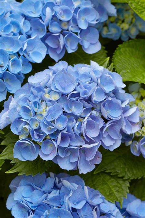 Tips For Growing The Most Beautiful Blue Hydrangea Blooms