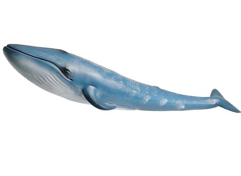Buy Geminiandgenius Blue Whale Sea Life Action Figure Ocean Model Toy Set