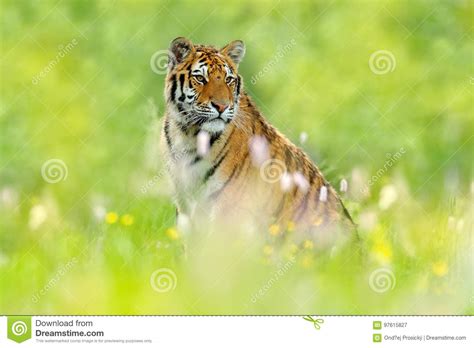 Summer With Tiger Tiger With Pink And Yellow Flowers Siberian Tiger
