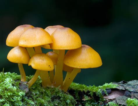 Little Orange Mushrooms Vermont Lenses Flickr