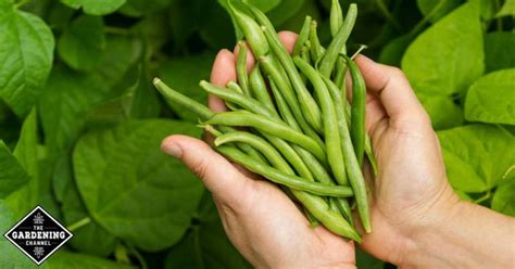 How To Grow Pole Beans Gardening Channel